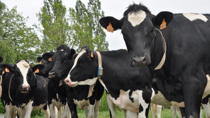 Génisses laitières vêlage deux ans