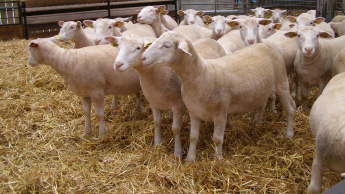 Troupeau de moutons