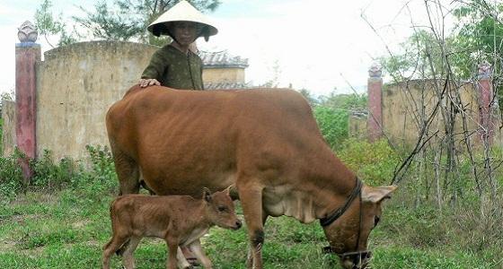 Paysan chinois avec vache
