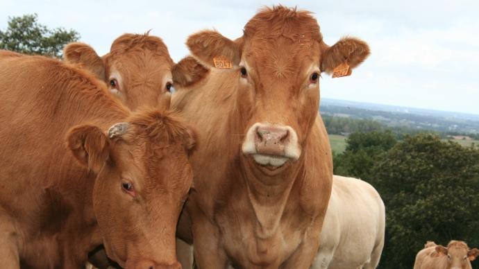 Vaches limousines
