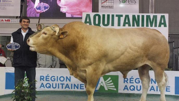 Aquitanima 2013 blonde d'aquitaine