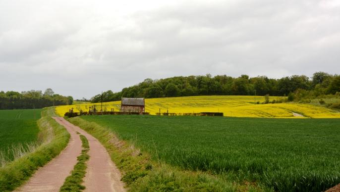 Les mauvaises conditions climatiques l'hiver passé ont généré des défauts de peuplement de pieds de colza dans les parcelles