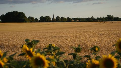 Entre les campagnes 2026 et 2027, Terres Inovia évalue l'augmentation des charges opérationnelles à 172 €/ha en colza, 150 €/ha en blé tendre et 224 €/ha en maïs.