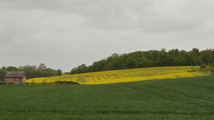Parcelle de colza.