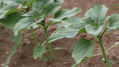 Le tournesol dérobé s’intègre mieux après des cultures d’hiver récoltées tôt telles que l’orge, le pois ou l’ail.
