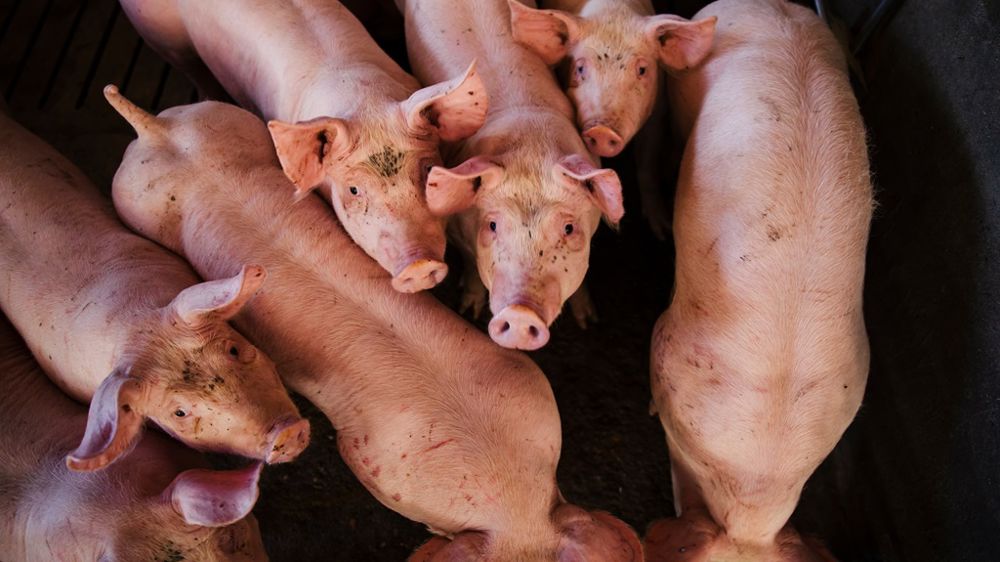 La grippe porcine se manifeste principalement par de la fièvre, un abattement de l’animal et des troubles respiratoires. 