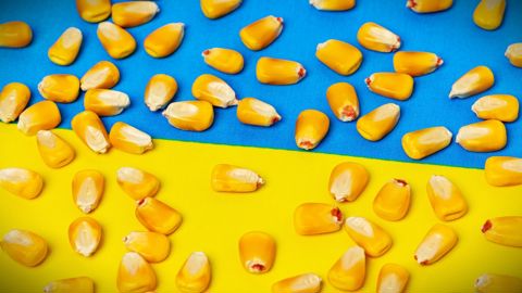 Dans l'hypothèse d'un retour à la paix en Ukraine et de son intégration dans l'UE, le pays produirait 10 Mt de maïs supplémentaires à l'horizon 2030.
