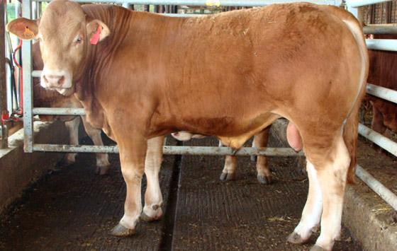 Hector limousin