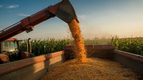En raison des épisodes caniculaires en Europe, l'USDA a abaissé de 6,5 % sa prévision pour la récolte 2026 de maïs dans l'UE.