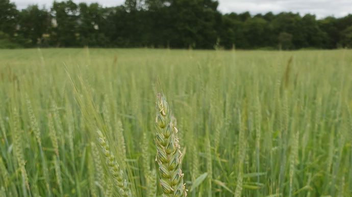 Olivier Clisson : paysan-boulanger en biodynamie à Partenay-de-Bretagne - Meunerie