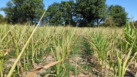 Habituellement, la valeur énergétique du maïs fourrage repose en grande partie sur l’amidon apporté par les grains. Mais lorsque les plantes ensilées sont dépourvues de grains, l’essentiel de la valeur alimentaire repose alors sur la digestibilité de l’appareil végétatif.
