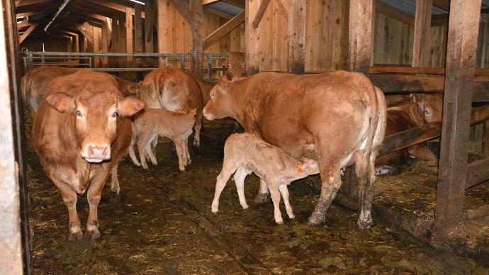 étable bâtiment vaches allaitantes niches à vache logettes