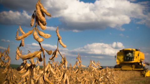 Les importations de soja seraient les plus pénalisées si les pays tiers ne s'adaptaient pas aux nouvelles LMR.
