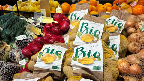 La part de marché du bio dans les achats de pommes de terre fraîches a tendance à se tasser, passant de 4,6 % en 2021-2022 à 3,2 % sur la campagne 2025-2026.