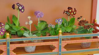 Théâtre de kerdalo avec primula auricula (de Christian Louboutin)