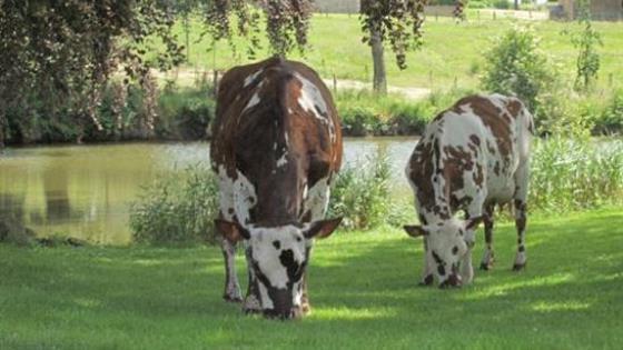 Un rapprochement qui concerne 30% de l'activité de la race Normande