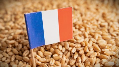 Argus Media France estime la récolte 2026 de blé tendre à 30,8 Mt.