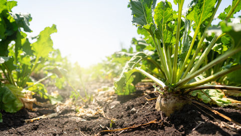 Les arrachages approchent et bien que les pluies récentes laissent encore l'espoir de voir le potentiel de production grandir, la saison 2026 aura connu le plus grand stress hydrique depuis 15 ans.