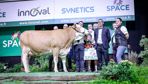 Ultra, grande championne Simmental au Space 2026