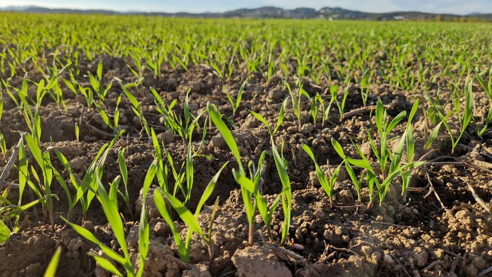 MYPREMIAN® 33,5 N : un choix gagnant pour fertiliser vos céréales