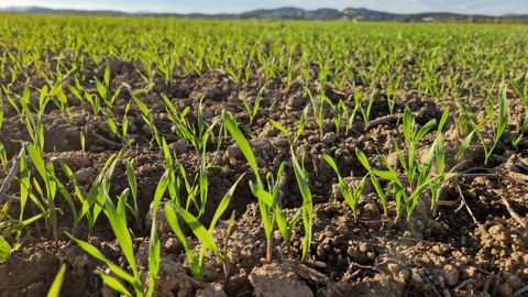 MYPREMIAN® 33,5 N : un choix gagnant pour fertiliser vos céréales