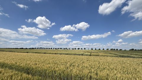 Le progrès génétique est toujours présent. Ce sont les aléas climatiques, de plus en plus fréquents et intenses, qui limitent son expression et la progression des rendements. 