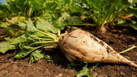 La filière betteraves sucrières est confrontée à des défis économiques, environnementaux et climatiques.