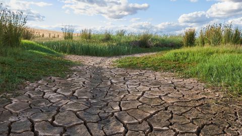 Près de la moitié des cours d'eau observés (49,6 %) sont en rupture d'écoulement ou en assec.