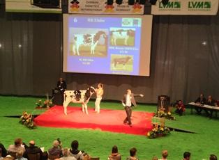 German Holstein Show