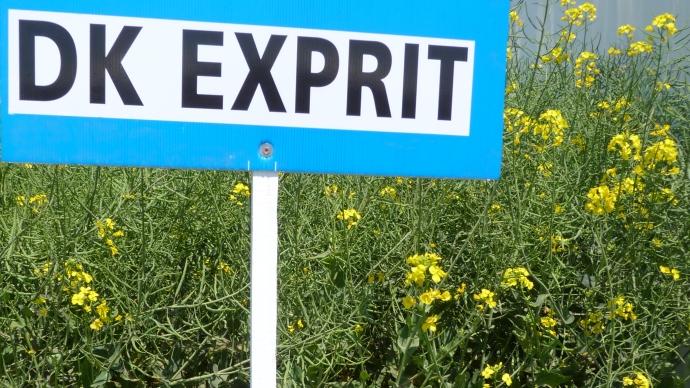 DK Exprit, l'une des cinq nouveautés pour les semis.