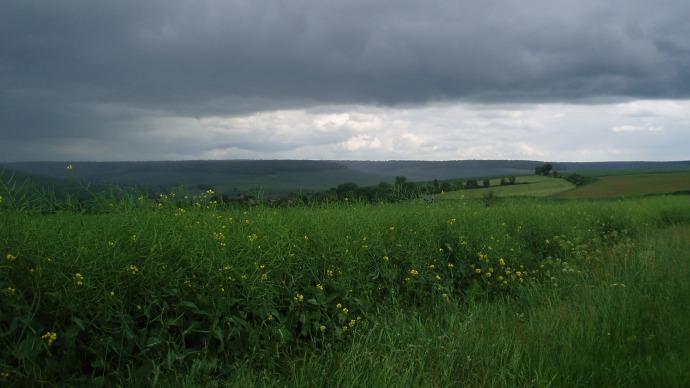 Parcelle de colza.