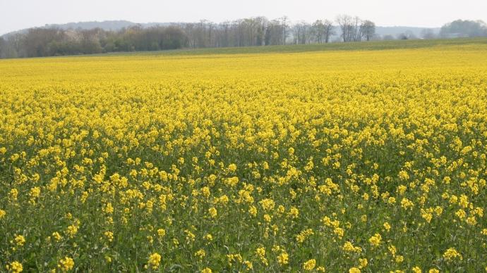 Les hybrides dominent le marché des semences de colza. Semences de France suit la tendance.