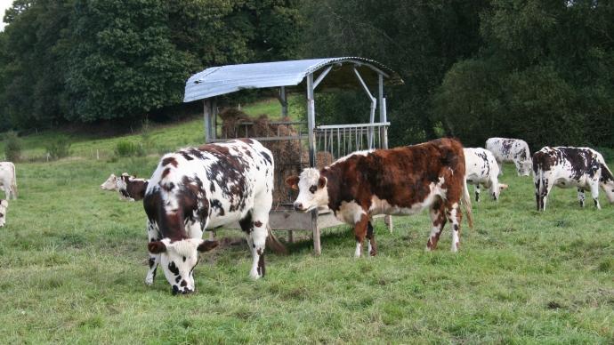 Vaches normandes au pré.