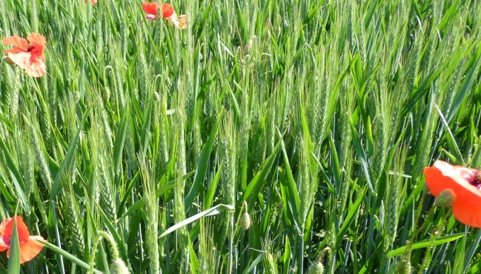 Blé bio.