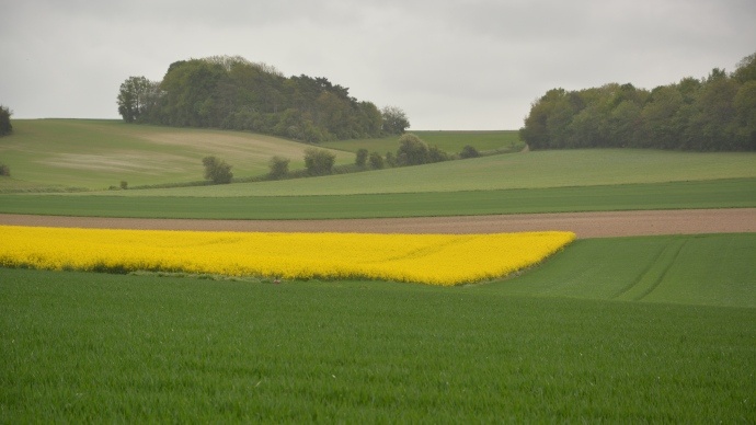Paysage de grandes cultures.