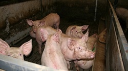 Porcs