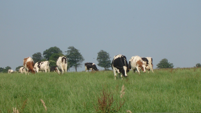 Vaches laitières dans un pré