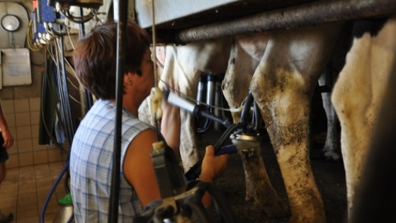 Les rallonges de référence laitière issues de la réserve nationale seront ciblées vers les éleveurs produisant à 100 % un quota annuel égal ou inférieur à 170.000 l