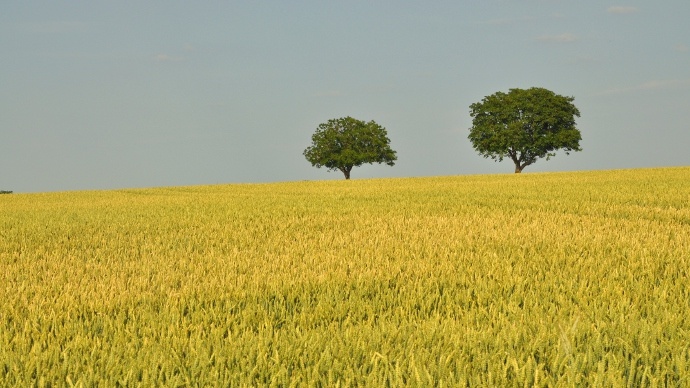 Le marché du blé a suivi le sillage du maïs