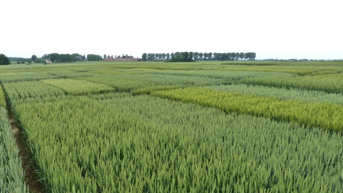 Essais variétés de blé.