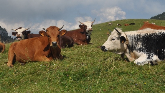 Vaches tarentaises, abondance, vosgienne