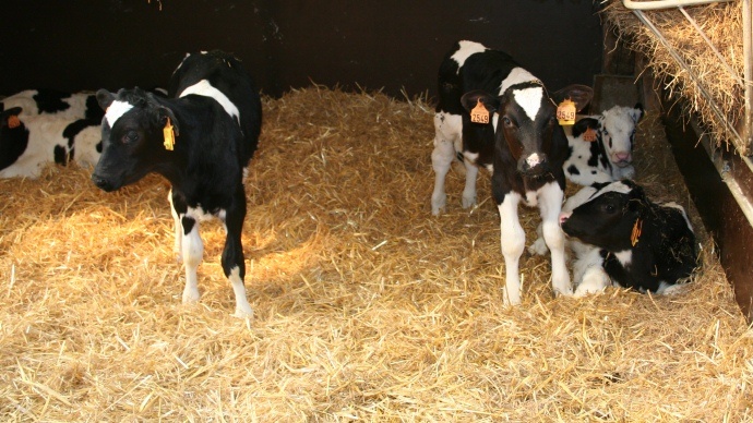 Veaux prim'holsteins