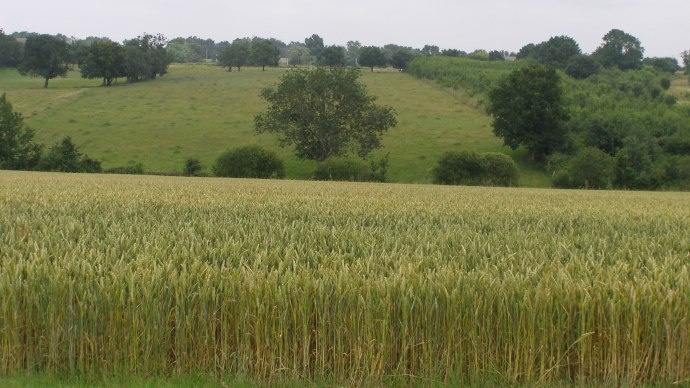 Paysage agricole