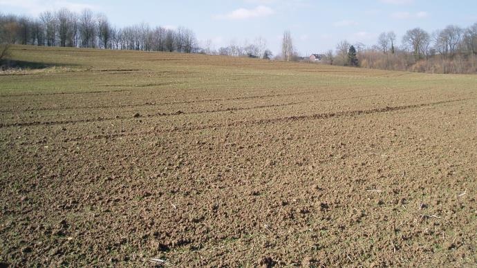 Semis de blé