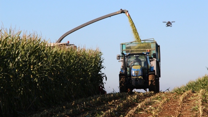 Ensilage de maïs