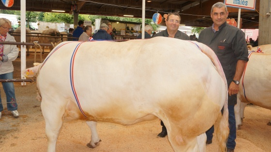 Concours animaux de boucherie de St Chritophe en Brionnais 2013