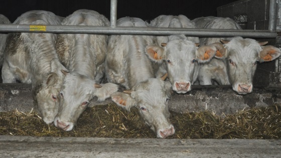 Après le sevrage, la transition alimentaire doit durer au moins cinq semaines avec de la fibre à volonté et en augmentant la distribution de céréales par palier de 0,5 kg tous les 3 à 4 jours.