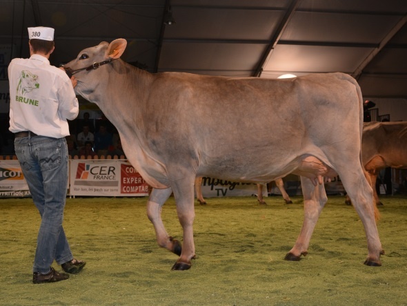 Fantasia : championne des 1ere lactation