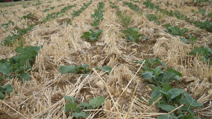 Colza semé au strip-till