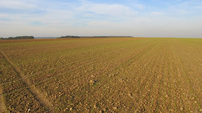 Blé à la levée